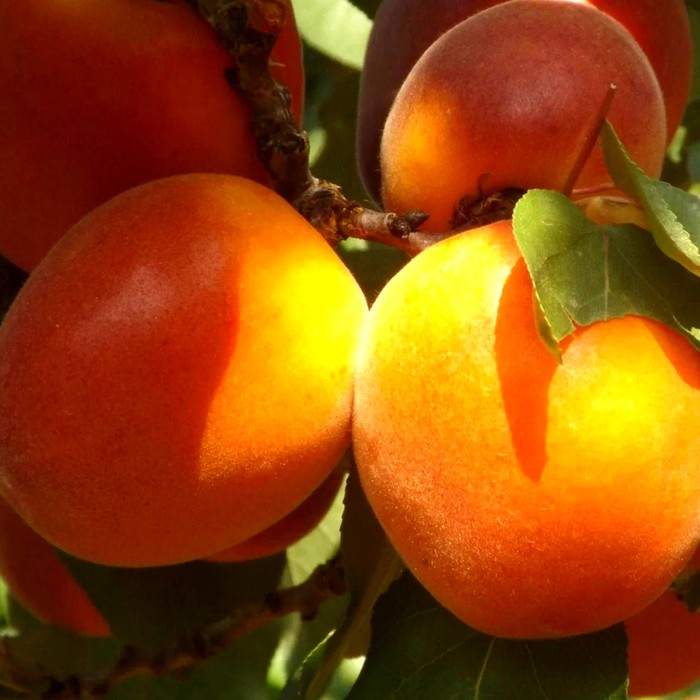 Голд Рич абрикос 