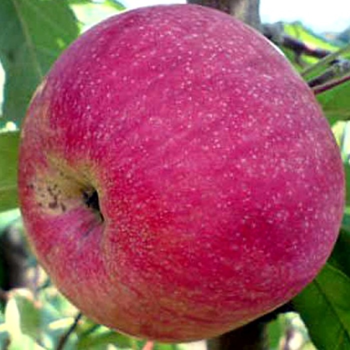 Слава Победителям яблоня