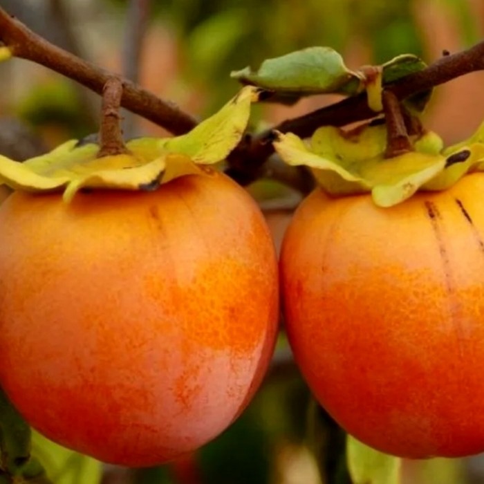 Королек хурма