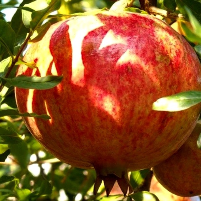 Крымский полосатый гранат