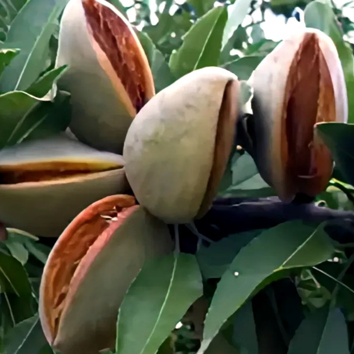 Антик миндаль съедобный