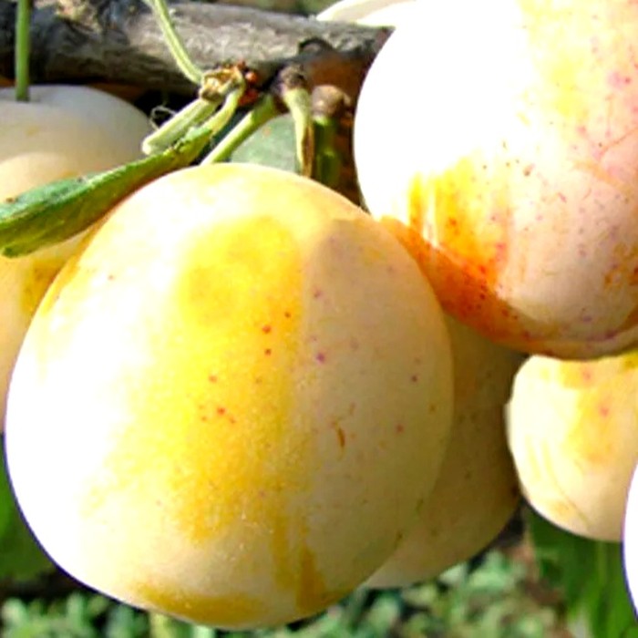 Ренклод жёлтый слива