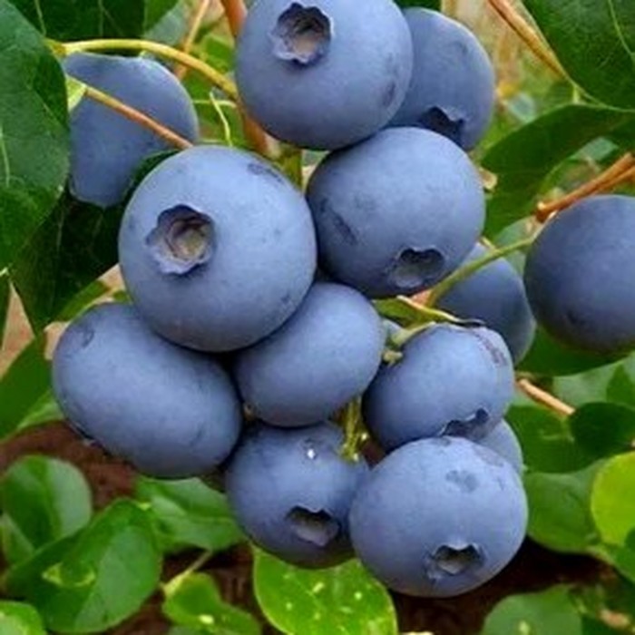 Бонус C5 голубика 3 года