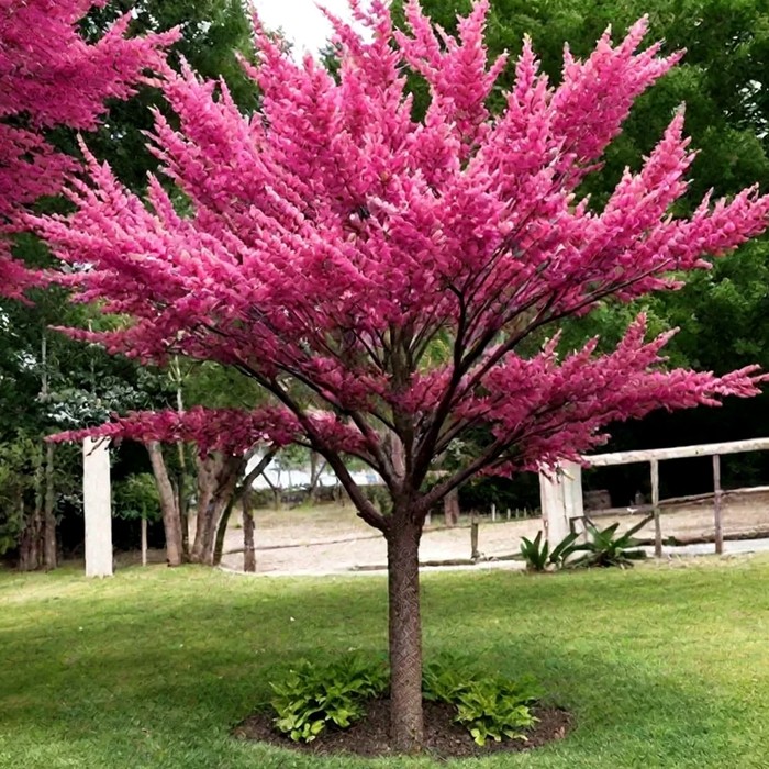 Церцис канадский 