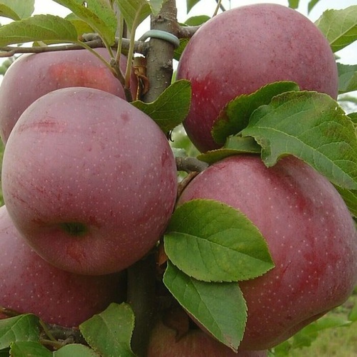 Флорина яблоня
