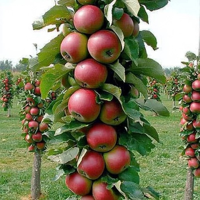 Яблоня колонновидная
