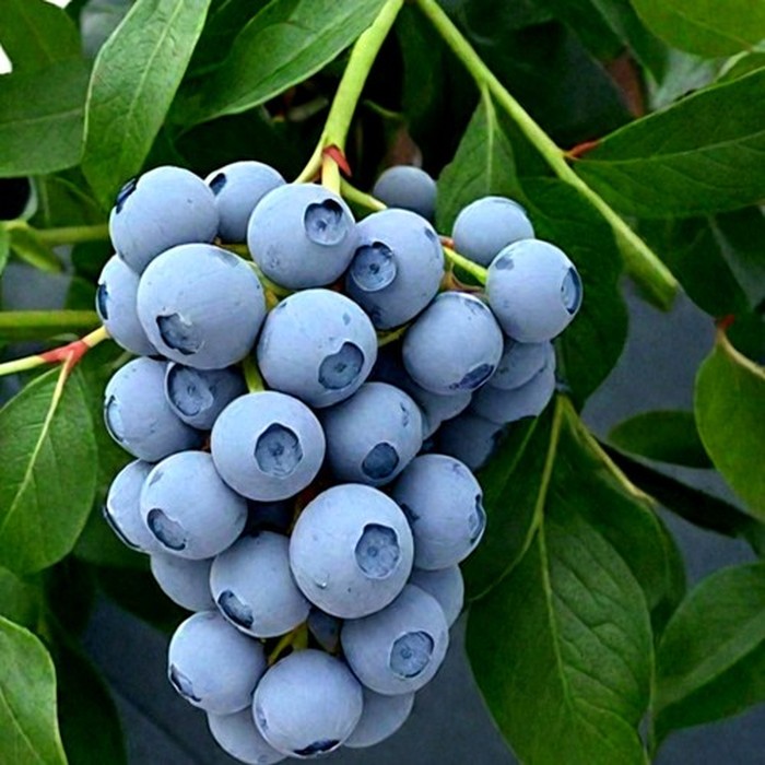 Торо C2 голубика 2 года 