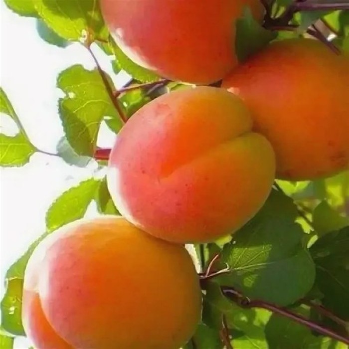 Крымский Амур абрикос