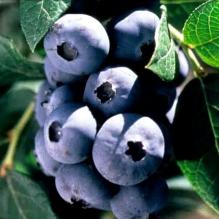 Чиппева C5 голубика 3 года