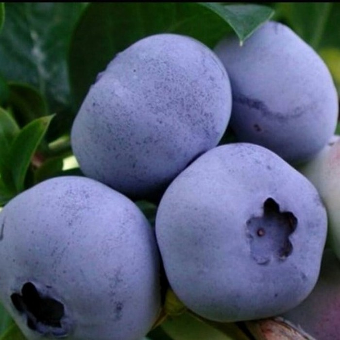 Торо C5 голубика 3 года