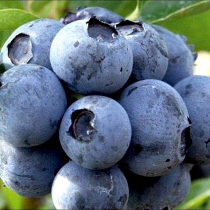 Легаси C5 голубика 3 года