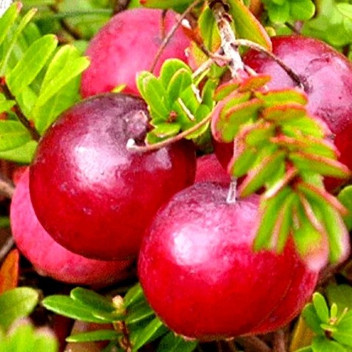 Стивенс P9 клюква 1 год