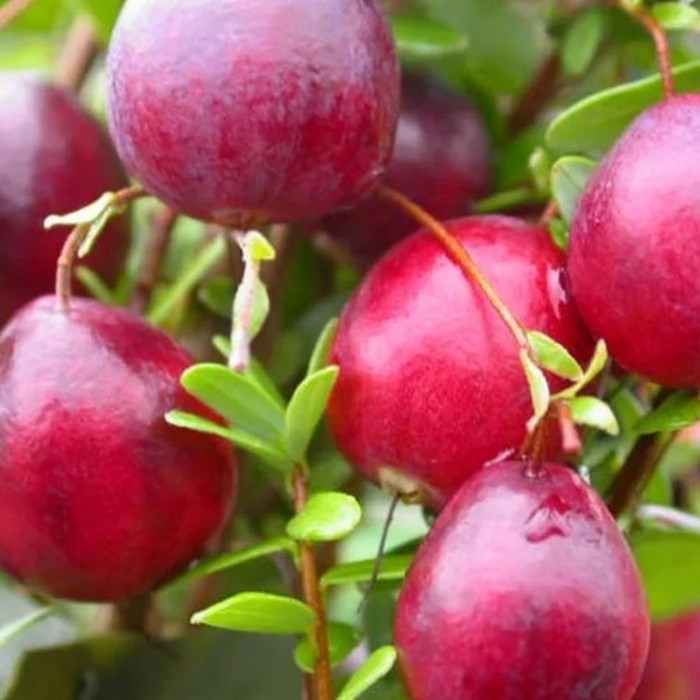 Пилигрим P9 клюква 1 год