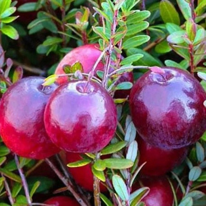 Стивенс C2 клюква 2 года