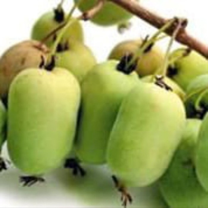 Изумрудная P9 актинидия (ж)