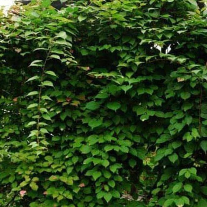 Вейки P9 актинидия (муж.)