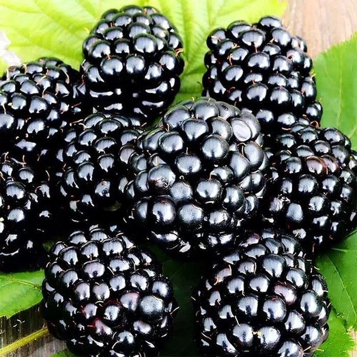 Тройная корона ежевика