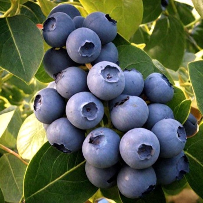 Эллиот C2 голубика 2 года 