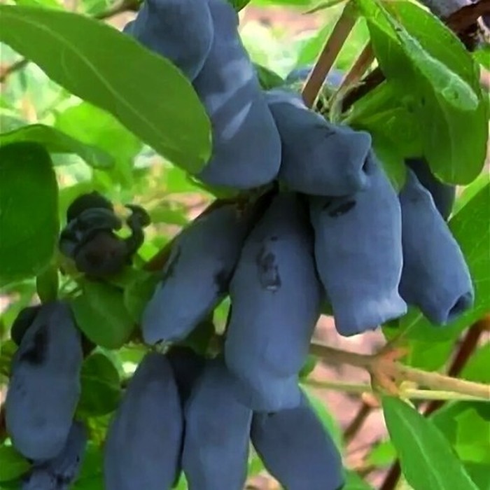 Югана P9 жимолость