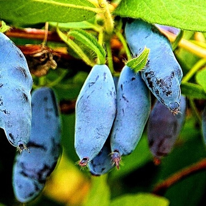 Услада P9 жимолость