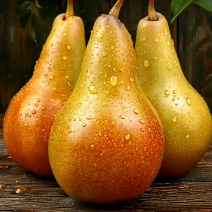 Аббат Фетель груша