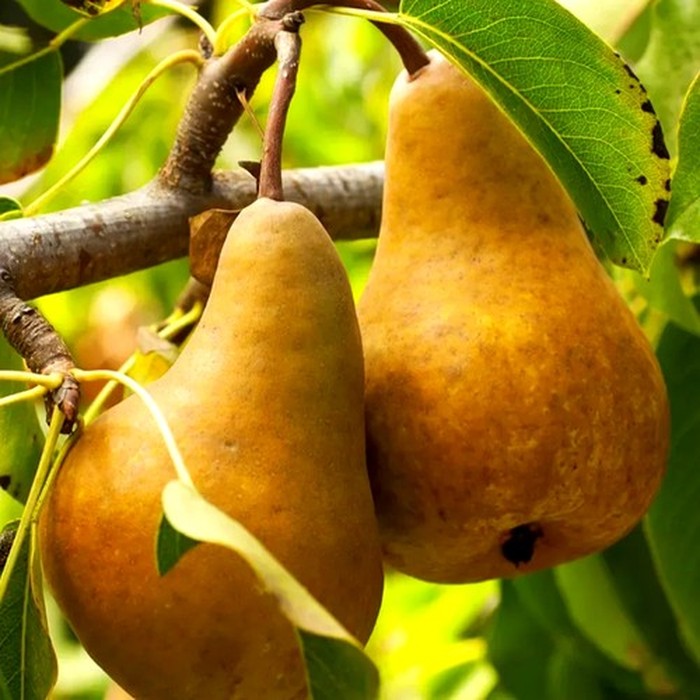 Бере Боск груша