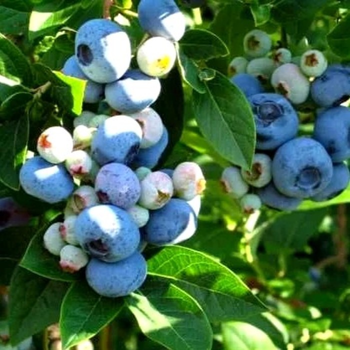 Гурон C2 голубика 2 года 