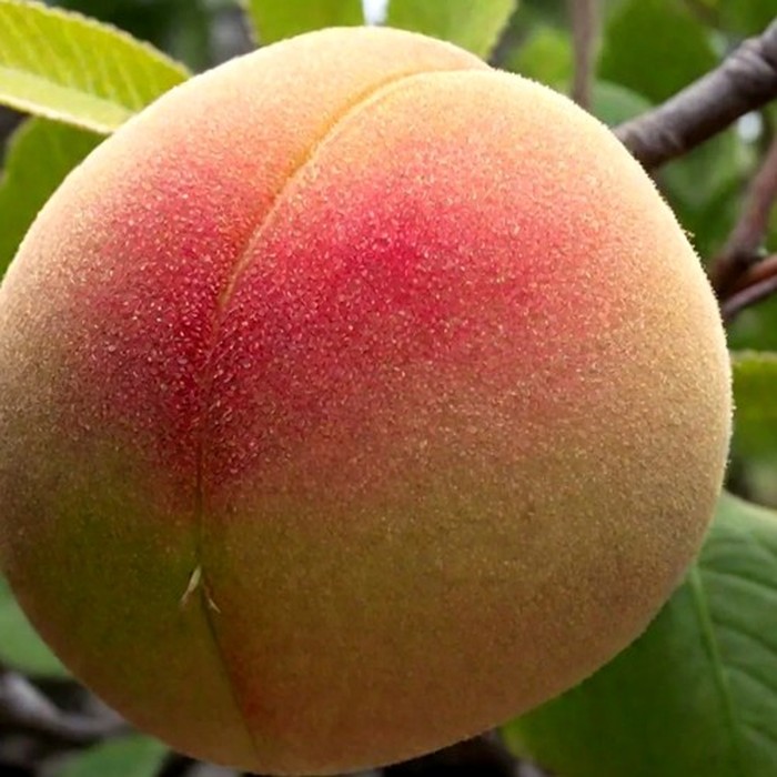 Белый Лебедь персик