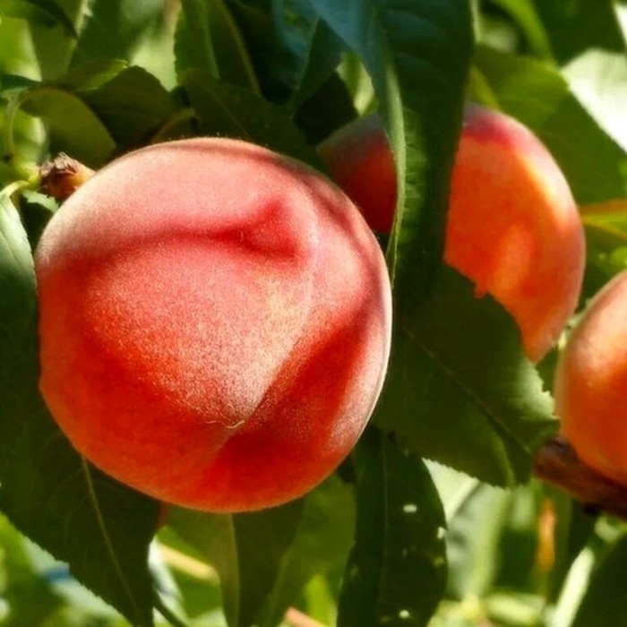 Коллинз персик