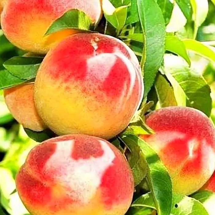 Гринсборо персик