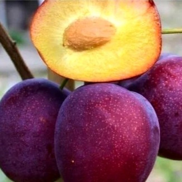 Вельвет Санрайз шарафуга