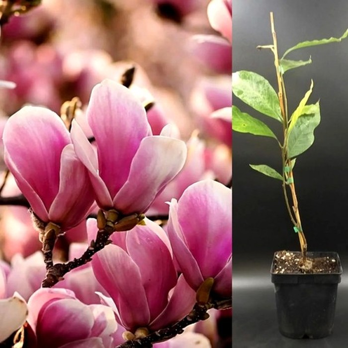 Суланжа P9 магнолия