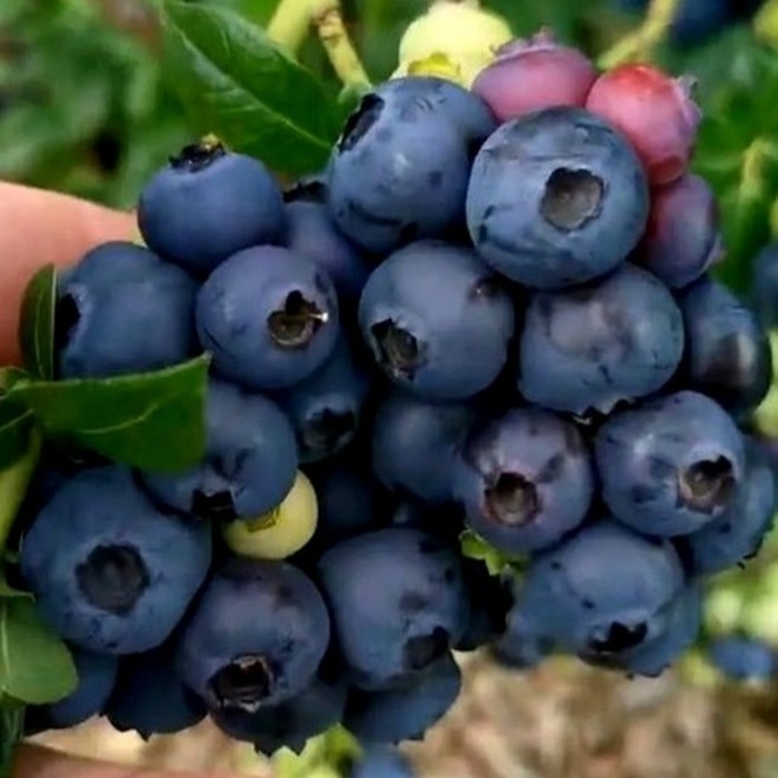 Чиппева C2 голубика 2 года 