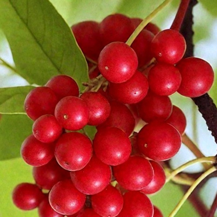 Лимонник P9 китайский