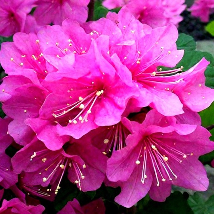 П.Дж.М. Элит P9 рододендрон 