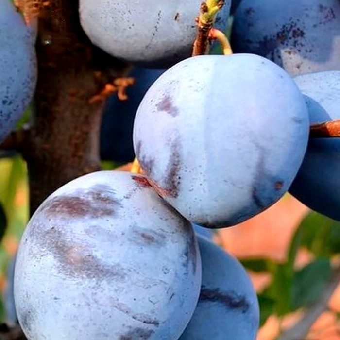 Гросса ди Филисио слива