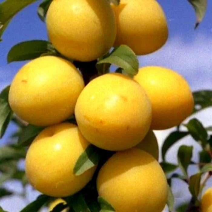 Белая колоновидная слива