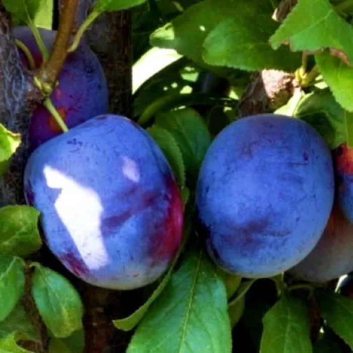 Синяя колоновидная слива 