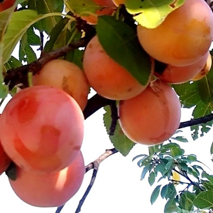 Персиковая слива