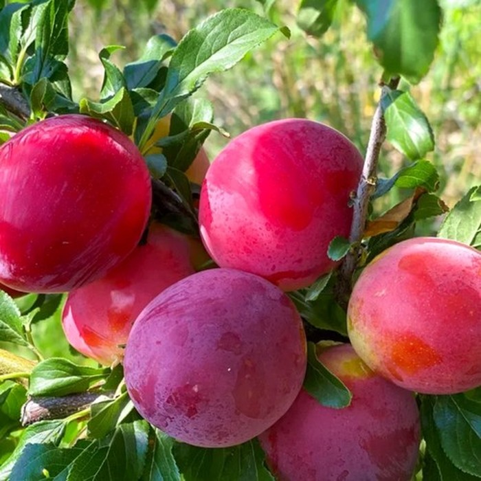 Оцарк Премьер слива