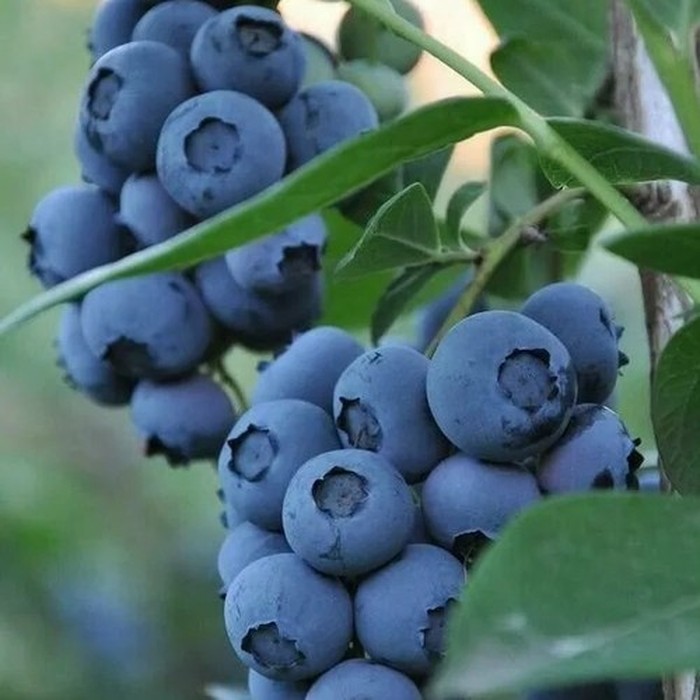 Блюголд C2 голубика 2 года 