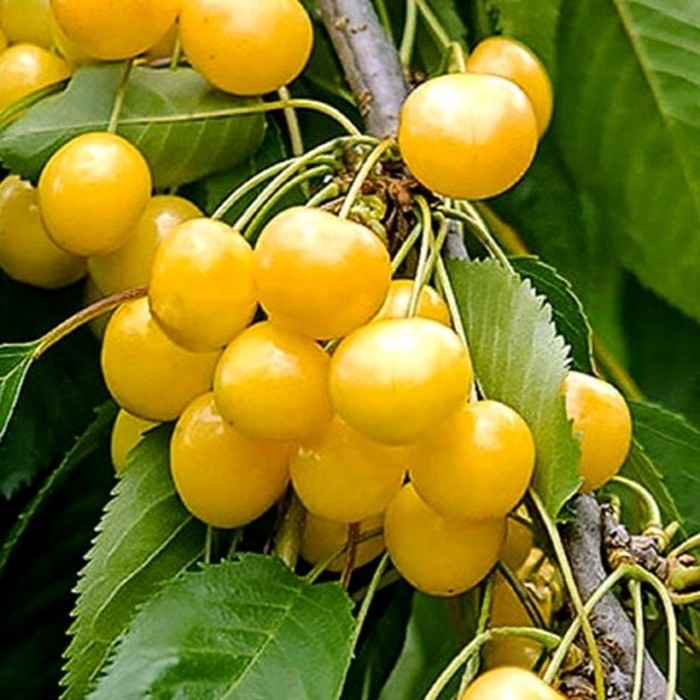 Дрогана жёлтая черешня