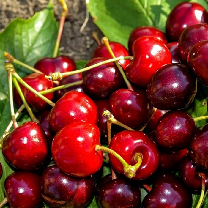 Талисман черешня 