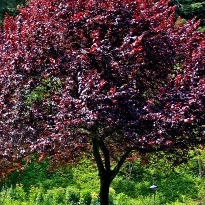 Шуберт черемуха виргинская