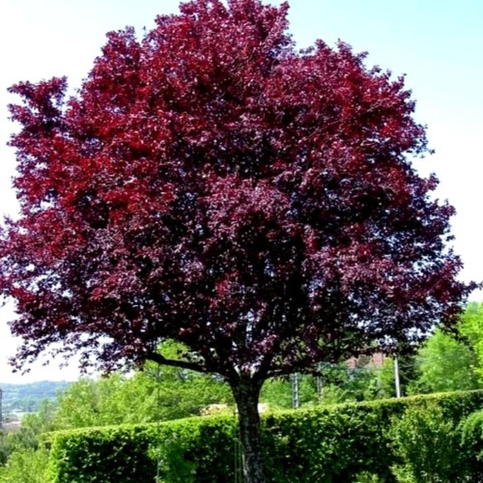 Писсарди декоративная слива