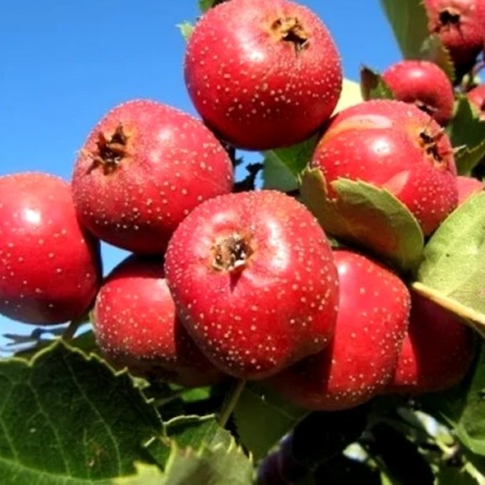 Крупноплодный боярышник китайский